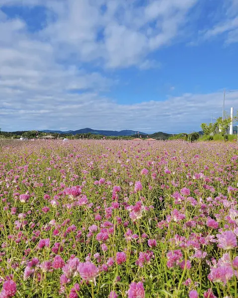 Bahçedeki güzel kozmos çiçekleri