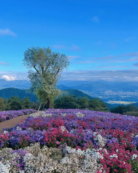 Japonya 'da kiraz çiçeği