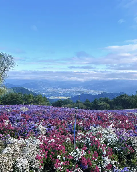Bahçenin güzel çiçekleri