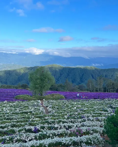 Kuzey Denizi 'nin dağlarında çiçeklerin açtığı güzel bir tarla..