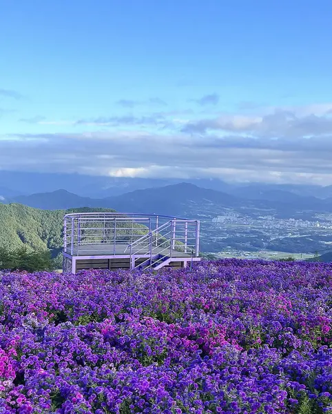 Japonya 'da çiçekli güzel doğa manzarası.