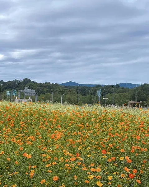 Tarladaki güzel çiçekler
