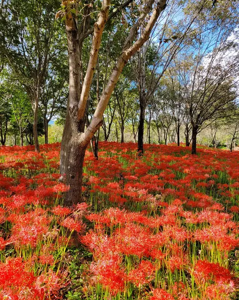 Bahçedeki güzel kırmızı çiçekler