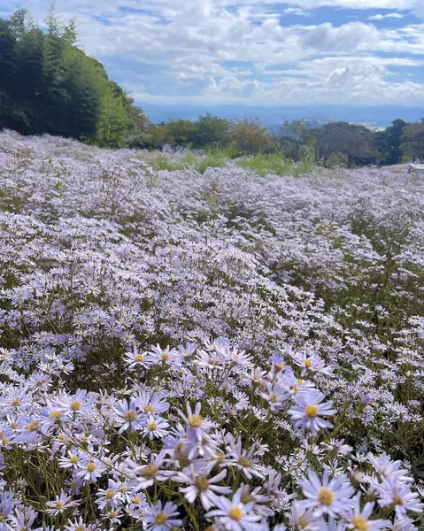 Güzel botanik fotoğrafı, doğal duvar kağıdı.