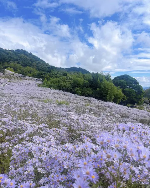 Bahçedeki güzel çiçekler