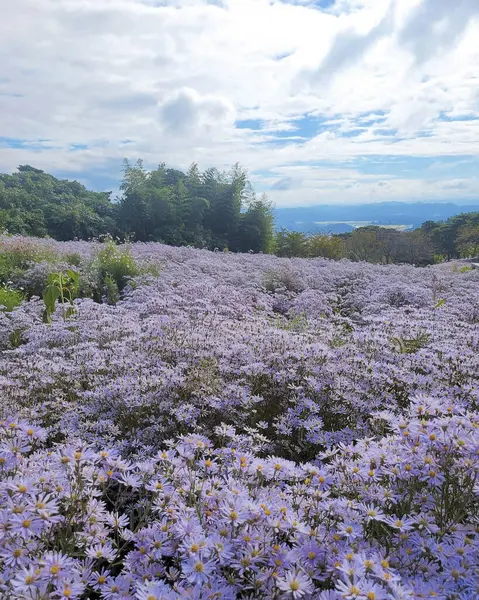 Bahçedeki güzel çiçekler