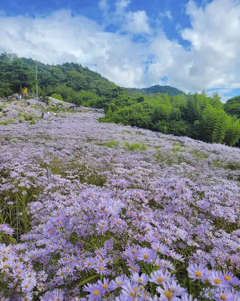 Dağlarda güzel çiçekler