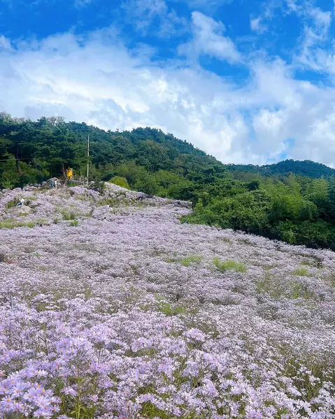 Arkasında bir dağ olan güzel bir manzara.