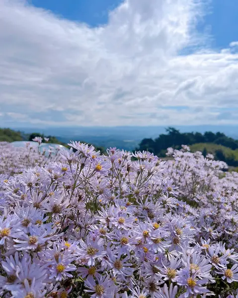 Bahçedeki güzel çiçekler