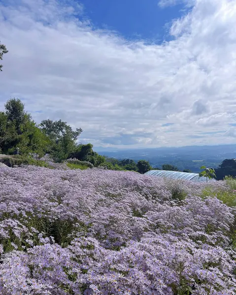 Çiçeklerle dolu bir tarlası ve bir dağı olan güzel bir manzara.