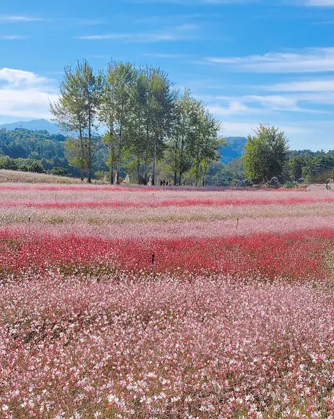 Çiçek tarlası olan güzel bir manzara