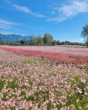 Tarladaki güzel çiçekler