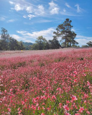 Tarladaki güzel çiçekler