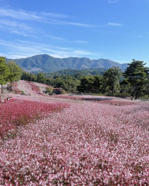 Kozmos alanında görünüm