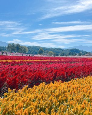 Tarladaki güzel çiçekler