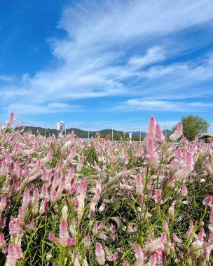 Bahçedeki güzel çiçekler