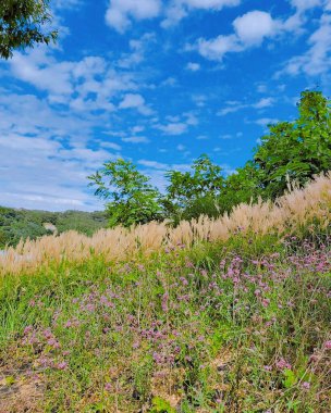 Ormanda güzel çiçekler