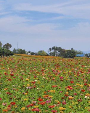 Çiçek tarlası ve mavi gökyüzü olan güzel bir manzara.