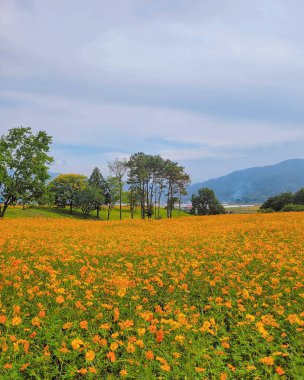 Çiçek tarlası olan güzel bir manzara