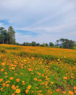 Tarladaki güzel çiçekler