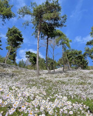 Güzel botanik fotoğrafı, doğal duvar kağıdı.