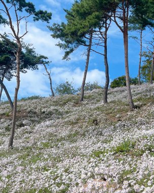 Brittany 'deki bahçede beyaz çiçekler