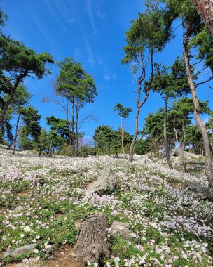 Parkın güzel manzarası
