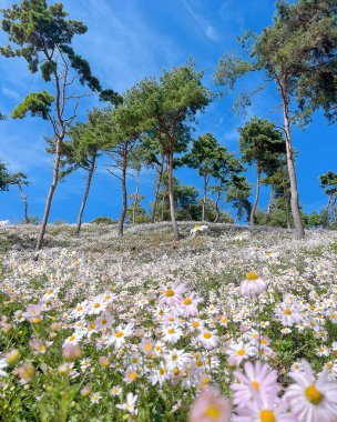 Bahçedeki güzel çiçekler