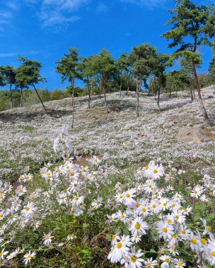 Dağlarda güzel çiçekler