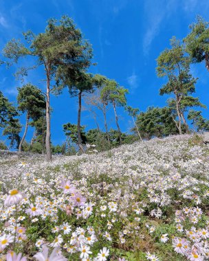 Bahçedeki güzel çiçekler