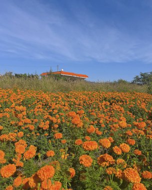 tarlada turuncu kadife çiçekleri