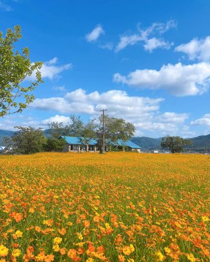 Tarladaki güzel çiçekler