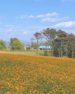 Ayçiçeği tarlası ve mavi gökyüzü olan güzel bir manzara.