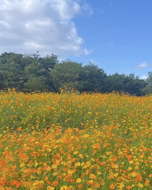 Çiçek tarlası olan güzel bir manzara