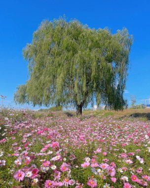 Bahçedeki güzel çiçekler