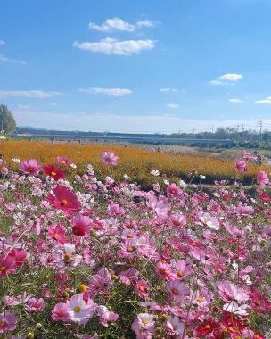 Bahçedeki güzel çiçekler
