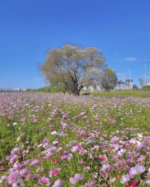 Bahçedeki güzel çiçekler