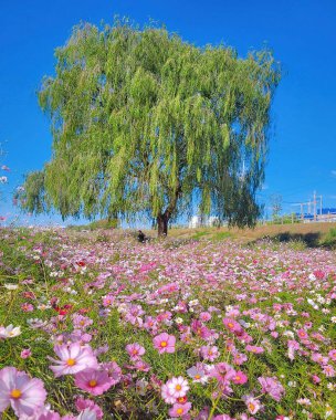 Bahçedeki güzel çiçekler