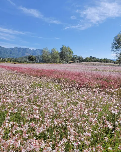 Tarladaki güzel çiçekler
