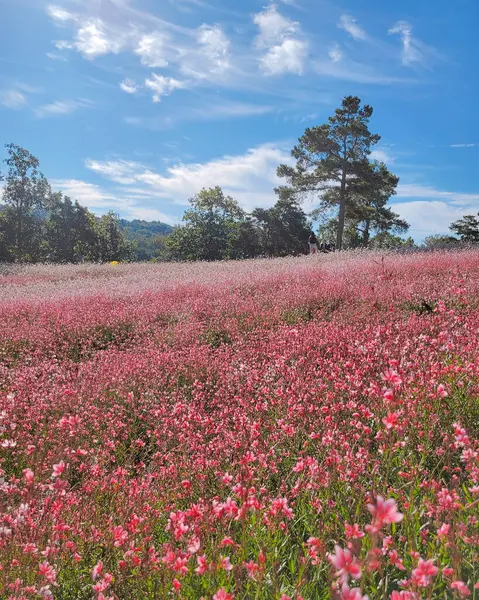 Tarladaki güzel çiçekler