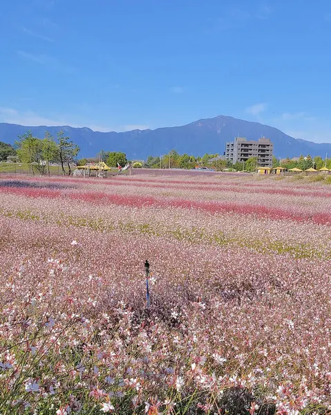 Bahçedeki güzel pembe kozmos çiçekleri