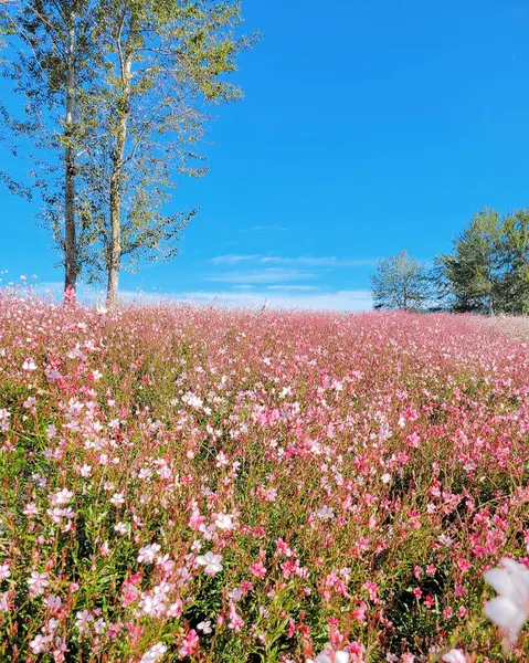 Bahçedeki güzel kozmos çiçekleri