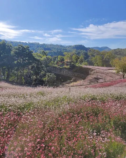 Bahçedeki güzel çiçekler
