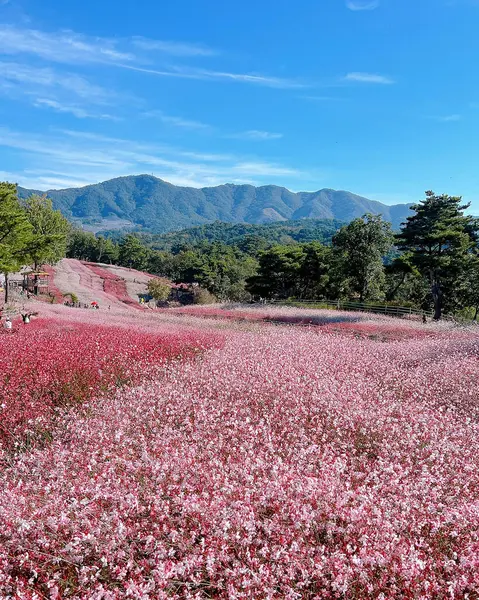 Kozmos alanında görünüm