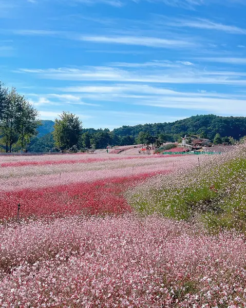 Bahçedeki güzel çiçekler