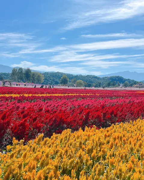 Tarladaki güzel çiçekler