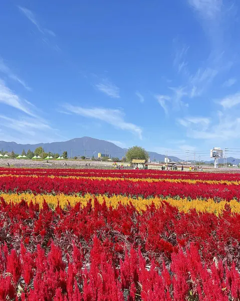 Dağlarda bir çiçekle güzel bir manzara.