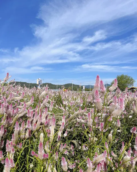 Bahçedeki güzel çiçekler