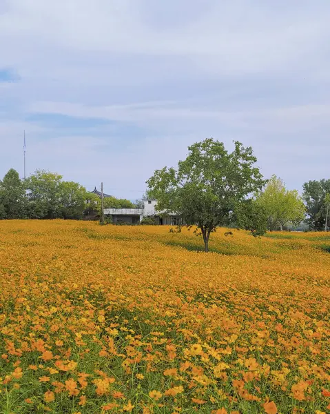 Sarı çiçekli güzel bir manzara.