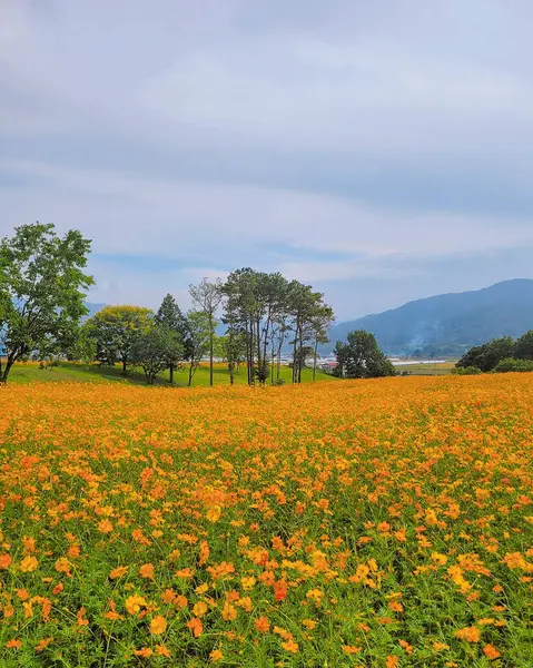 Çiçek tarlası olan güzel bir manzara